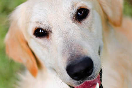 Impressionisme bijnaam Diverse Hondengeur verwijderen met azijn | Azijn is natuurlijk veelzijdig in gebruik